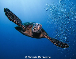 Hawksbill diving from surface by Victoria Mackenzie 